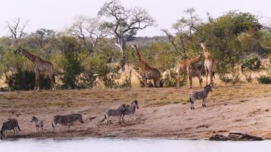 Giraffe and plains zebras drinking in lake in Kruger National park, South Africa ; Specie Giraffa camelopardalis family of Giraffidae