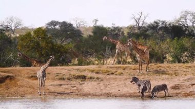 Giraffe and plains zebras drinking in lake in Kruger National park, South Africa ; Specie Giraffa camelopardalis family of Giraffidae