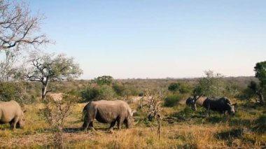 Two Southern white rhinoceros grazing in savannah in Kruger National park, South Africa ; Specie Ceratotherium simum simum family of Rhinocerotidae