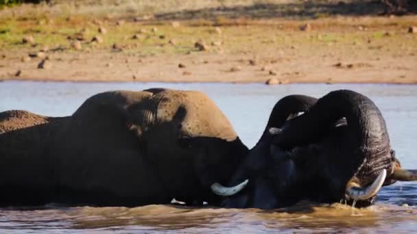 Two African Bush Elephant Portrait Playing Water Kruger National Park — Stockvideo