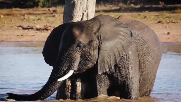 Two African Bush Elephant Playing Water Kruger National Park South — Stockvideo