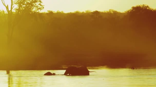 Two African Bush Elephant Bathing Playing Lake Dawn Kruger National — ストック動画
