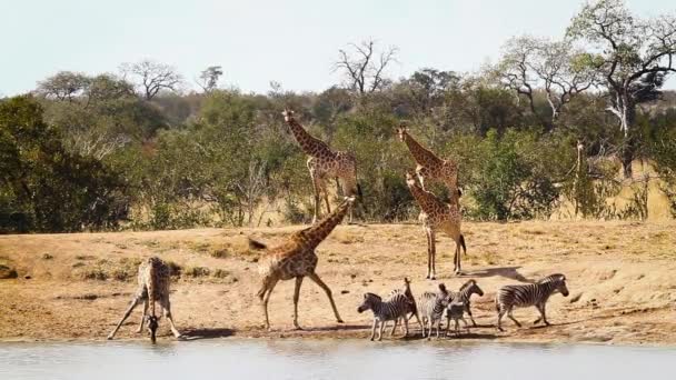 Giraffe Plains Zebras Drinking Lake Kruger National Park South Africa — Video Stock