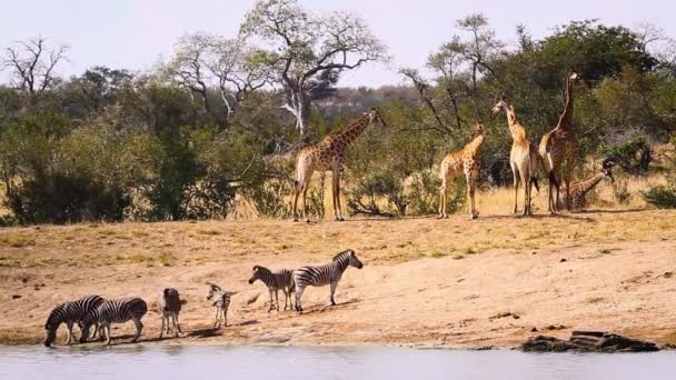 Giraffe Plains Zebras Drinking Lake Kruger National Park South Africa — Stock video