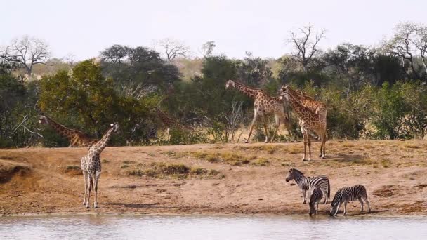 Giraffe Plains Zebras Drinking Lake Kruger National Park South Africa — Αρχείο Βίντεο
