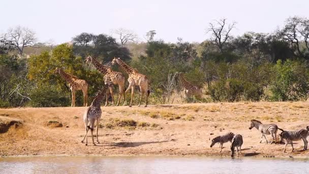 Giraffe Plains Zebras Drinking Lake Kruger National Park South Africa — Vídeo de Stock