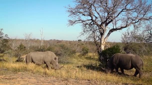 Trois Rhinocéros Blancs Sud Broutant Dans Savane Parc National Kruger — Video