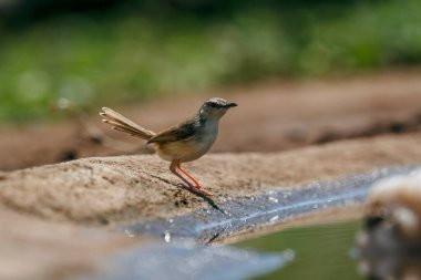 Black chested Prinia standing along waterhole in Kruger National park, South Africa ; Specie Prinia flavicans family of Cisticolidae clipart