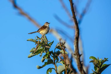 Black chested Prinia standing in branch isolated in blue sky in Kruger National park, South Africa ; Specie Prinia flavicans family of Cisticolidae clipart