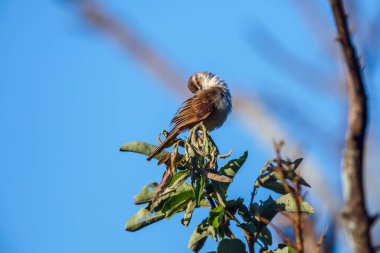Black chested Prinia grooming on a branch in Kruger National park, South Africa ; Specie Prinia flavicans family of Cisticolidae clipart