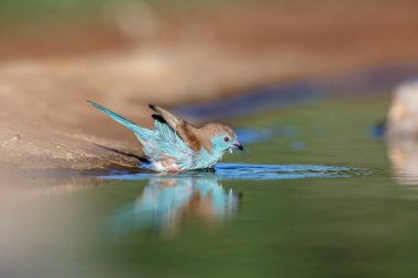 Blue-breasted Cordonbleu in Kruger National park, South Africa ; Specie Uraeginthus angolensis family of Estrildidae clipart