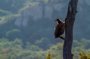 Güney Afrika 'daki Kruger Ulusal Parkı' nda ölü ağaçta duran kukuletalı akbaba Accipitridae 'den Specie ailesi Necrosyrtes monachus