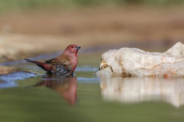 Güney Afrika Kruger Ulusal Parkı 'ndaki su birikintisinde yıkanan Jameson Firefinch; Estrildidae ailesinden Specie Lagonosticta rhodopareia