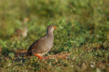 Güney Afrika Kruger Ulusal Parkı 'nda çimenlerde yürüyen Natal Frankolin; Phasianidae familyasından Specie Pternistis natalensis