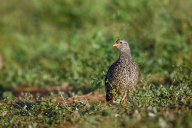 Güney Afrika Kruger Ulusal Parkı 'nda çimenlerde yürüyen Natal Frankolin; Phasianidae familyasından Specie Pternistis natalensis