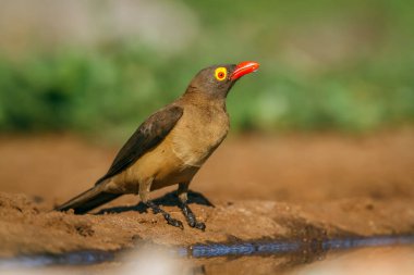 Red billed Oxpecker along waterhole in Kruger National park, South Africa ; Specie Buphagus erythrorhynchus family of Buphagidae clipart