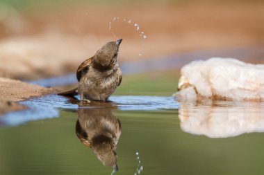 Güney Gri Saçlı Serçe, Güney Afrika 'daki Kruger Ulusal Parkı' nda yansımasıyla su birikintisinde yıkanıyor.