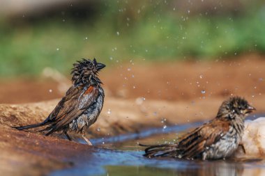 Güney Gri Saçlı Serçe Güney Afrika 'daki Kruger Ulusal Parkı' nda su birikintisinde yıkanıyor.