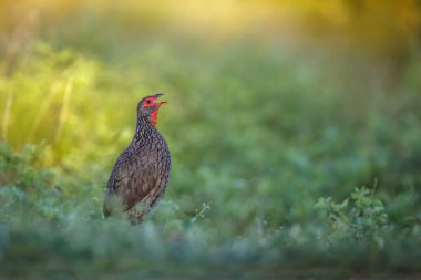 Güney Afrika 'daki Kruger Ulusal Parkı' nda, Phasianidae familyasından Specie Pternistis Spurfowl şarkı söylüyor.