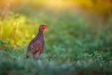 Güney Afrika 'daki Kruger Ulusal Parkı' nda, Phasianidae familyasından Specie Pternistis Spurfowl şarkı söylüyor.
