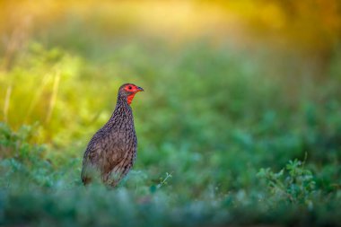 Swainson 'un Spurfowl' u Güney Afrika 'daki Kruger Ulusal Parkı' nda bulanık bir ön planda duruyor.