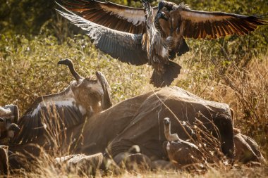 Güney Afrika 'daki Kruger Ulusal Parkı' nda ölü bir fil leşi üzerinde savaşan Akbaba ve Accipitridae familyasından Afrika kökenli Specie Gyps.