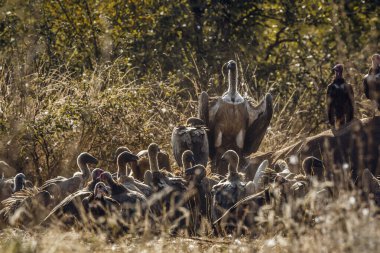 Güney Afrika 'daki Kruger Ulusal Parkı' nda ölü fil leşini yiyen Akbaba ve Accipitridae familyasından Afrika kökenli Specie Gyps.