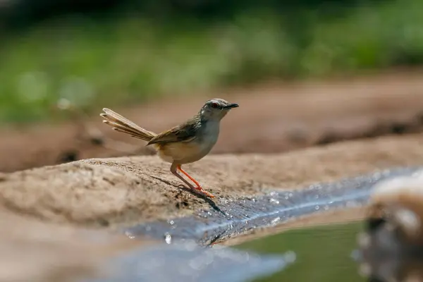 Black Chested Prinia Standing Waterhole Kruger National Park South Africa — Stock Photo, Image