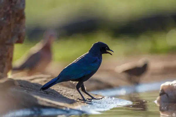 Burchell Glossy Starling Που Στέκεται Κατά Μήκος Υδατοφράκτη Στο Εθνικό — Φωτογραφία Αρχείου