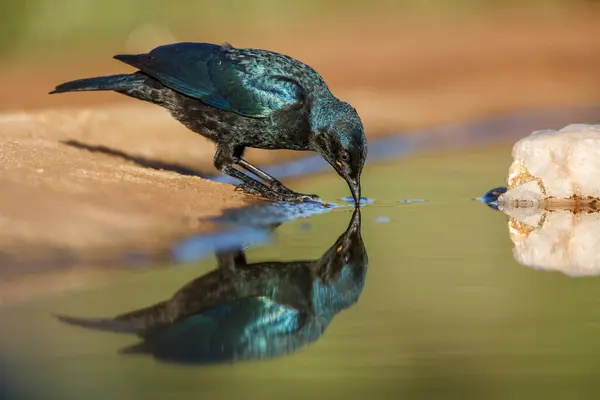 Cape Glossy Starling Dricka Vattenhål Med Reflektion Kruger National Park — Stockfoto