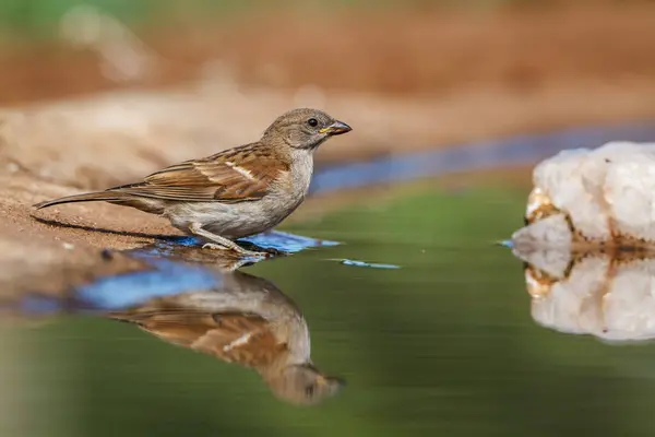 Southern Grey Headed Sparrow Bathing Waterhole Reflection Kruger National Park — Stock Photo, Image