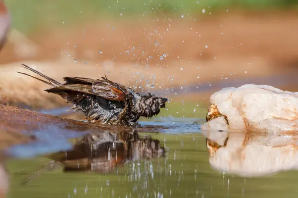 Southern Grey Headed Sparrow Bathing Waterhole Kruger National Park South — Stock Photo, Image