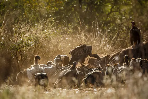 Güney Afrika 'daki Kruger Ulusal Parkı' nda ölü fil leşini yiyen Akbaba ve Accipitridae familyasından Afrika kökenli Specie Gyps.