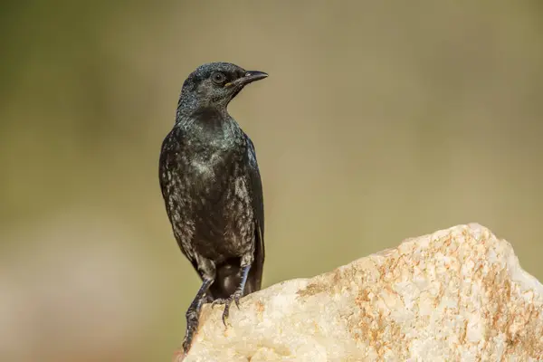 Cape Glossy Starling Juvenil Sobre Uma Vista Frontal Rocha Parque Imagem De Stock