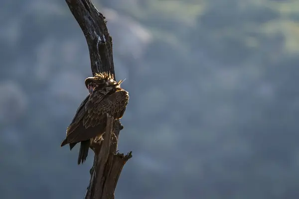 Hooded Vulture Grooming Feathers Backlit Kruger National Park Zuid Afrika Stockafbeelding