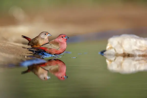 Jameson Firefinch Pár Fürdik Víznyelőben Kruger Nemzeti Park Dél Afrika Jogdíjmentes Stock Fotók