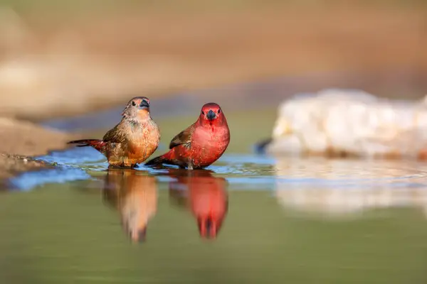Jameson Firefinch Ζευγάρι Που Κολυμπούν Νερόλακκο Στο Εθνικό Πάρκο Kruger Εικόνα Αρχείου