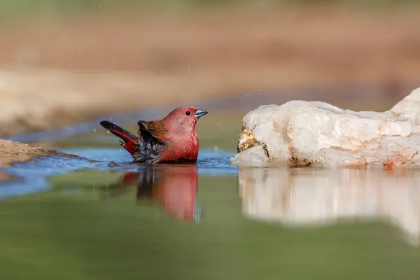 Jameson Firefinch Banhar Waterhole Parque Nacional Kruger África Sul Espécie Fotos De Bancos De Imagens