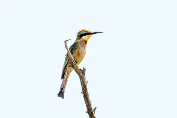 Little Bee Eater Isolated White Background Kruger National Park South Stock Photo