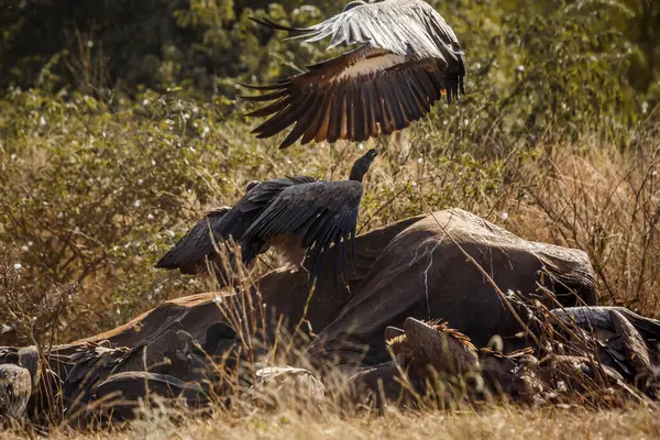 Vulture Dos Blanc Fouillant Des Carcasses Éléphants Morts Dans Parc Image En Vente