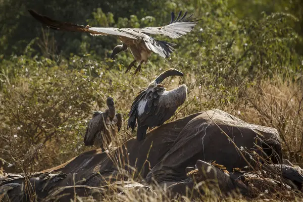 Vulture Dos Blanc Fouillant Des Carcasses Éléphants Morts Dans Parc Photo De Stock