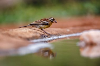 African Golden breasted Bunting standing along waterhole in Kruger National park, South Africa ; Specie Fringillaria flaviventris family of Emberizidae clipart