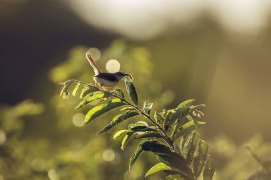 Siyah göğüslü Prinia, Güney Afrika 'daki Kruger Ulusal Parkı' nda böcek yakalıyor.