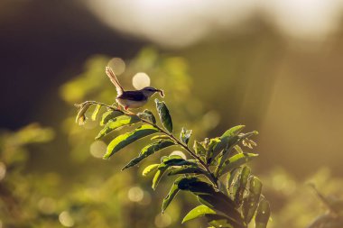 Siyah göğüslü Prinia, Güney Afrika 'daki Kruger Ulusal Parkı' nda böcek yakalıyor.