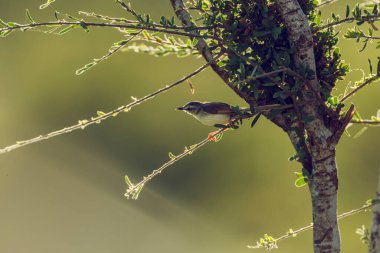 Black chested Prinia standing backlit on a branch in Kruger National park, South Africa ; Specie Prinia flavicans family of Cisticolidae clipart