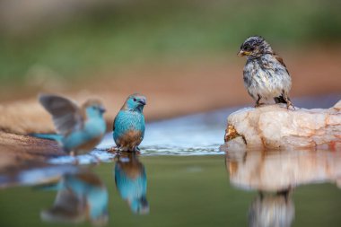 Güney Afrika 'daki Kruger Ulusal Parkı' ndaki su birikintisinde yıkanan iki mavi göğüslü Cordonbleu ve Estrildidae familyasından Specie Uraeginthus angolensis.