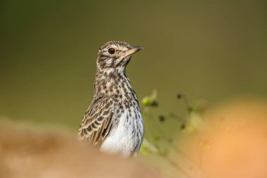 Bush Pipit Güney Afrika 'daki Kruger Ulusal Parkı' nda bulanık bir ön planda, Specie ailesi Motacillidae 'den Anthus Kafe' de