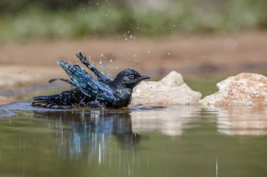 Güney Afrika Kruger Ulusal Parkı 'ndaki su birikintisinde yıkanan Cape Glossy Starling' li çocuk.