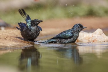 Güney Afrika 'daki Kruger Ulusal Parkı' ndaki su birikintisinde yıkanan iki Cape Parıltılı Starling genci Sturnidae ailesini besliyor.