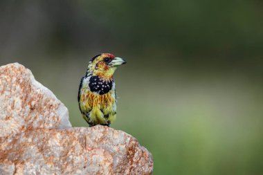 Güney Afrika 'daki Kruger Ulusal Parkı' nda bir kayanın üzerinde duran Barbet arması; Ramphastidae ailesinden Specie Trachyphonus vaillantii